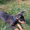 AKC Doberman Puppy 