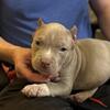 Pet home xl American bully puppy and adults 