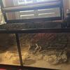 Custom reptile enclosure 