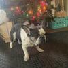 AKC French Bulldog Female