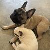 French bulldogs