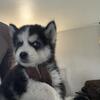 2 husky puppies for sale
