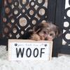Kiara-Yorkiepoo Puppy
