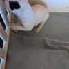 2 girls nkc registered American bulldog pups