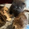 persian kittens