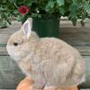 Fawn Netherland Dwarf Buck
