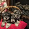 AKC Miniature Schnauzer Puppies