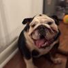Female English bulldog