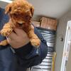Ckc male poodle