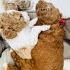 Mini goldendoodle 