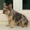 AKC lilac and tan merle French bulldog male