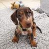 Beutiful miniture dachshund Puppies