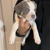 American XL Bully Puppies