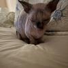  Female Bambino Sphynx Available!