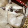 Siamese Seal Point 
