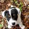 1 tri, smooth coat Jack Russell Pup