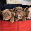 Beautiful English Bulldog AVAILABLE