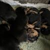 Akc Rottweiler puppies with papers