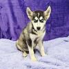 Spike Ckc registered Siberian Husky 
