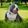 Pocket Bully Puppies ABKC