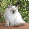 Ragdoll Female Kitten Kittens For Sale Purebred TICA Blue Colorpoint Family Raised