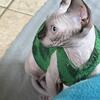 Sphynx kittens for sale