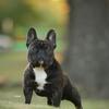 Grand champion Frenchie up for stud