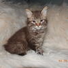 Tica registered B3p non standard Chocolate Male Highlander Bobtail/naturally short, poly paws Reserved/Sold
