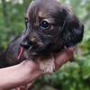 Akc LH miniature dachshund 