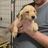 Labrador Puppies searching for their forever homes!