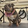 9 month old male blue tri American bully male 