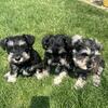 miniature schnauzer pups available