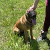 KNPV Dutch Shepherd x Malinois Pups
