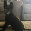 AKC Black German Shepherd Puppy