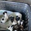 Jack Russel terrier pups