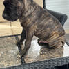 Beautiful Cane Corso Puppies