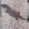 Savannah Monitor 