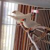 *sold* Zebra Finches Chestnut Flanked White (CFW) 3 hens 2024 spring born; 1Grey Zebra Finch hen