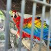 Scarlet Macaw breeding pair for sale