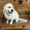 English  Cream AKC Stud  Service Browntown,Wi.53522