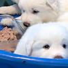 Great Pyrenees puppies 