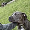 Rehoming our 3 year old cane Corso American bully mix