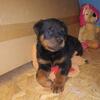 Huge German Rottweiler Puppies