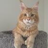 Red boy rehoming Maine coon 11 months old 