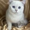 British Shorthair cats
