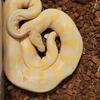 Albino, lavender 100% het pied male