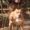 XL American bully stud for sale 9 months 