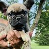 French Bulldog Puppy Ready Today
