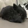 Netherland Dwarf Rabbits for Sale (READY 12/23)
