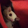 Sugar Gliders 